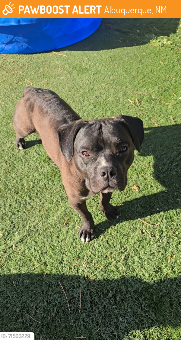 Found/Stray Male Dog last seen 98th, tower, lapis, Albuquerque, NM 87121
