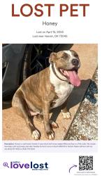 Lost Female Dog last seen S 3330 rd and 1020 rd, Lincoln County, OK 73045