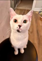Lost Female Cat last seen Loon point, mount uniacke , East Hants, NS B0N 1Z0