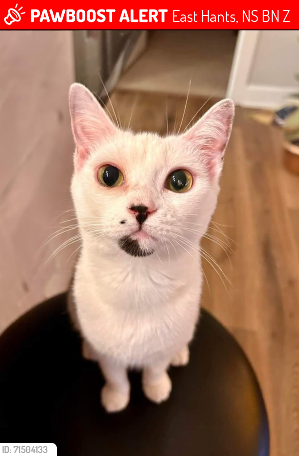 Lost Female Cat last seen Loon point, mount uniacke , East Hants, NS B0N 1Z0