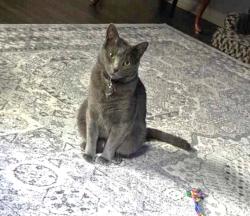 Lost Female Cat last seen Prairie Dunes Cir N, Lakeland, Fl 33810, Lakeland, FL 33810