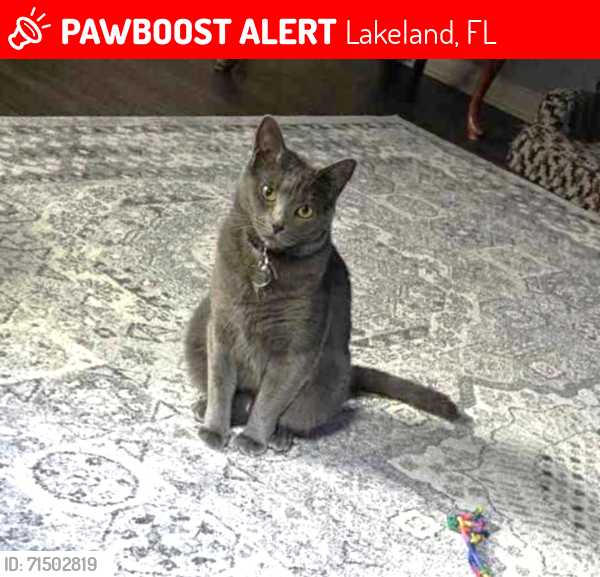 Lost Female Cat last seen Prairie Dunes Cir N, Lakeland, Fl 33810, Lakeland, FL 33810