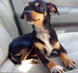 Lost Female Dog last seen Near Olympic drive Martinez she was stolen, Martinez, CA 94553