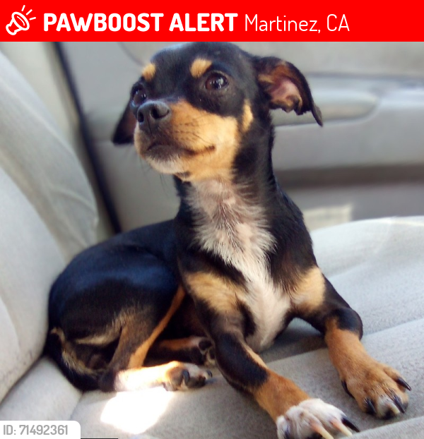 Lost Female Dog last seen Near Olympic drive Martinez she was stolen, Martinez, CA 94553