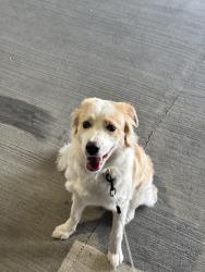 Lost Female Dog last seen Was near the library, ran to the park, is wearing a pink flea collar, Hayward, CA 94541
