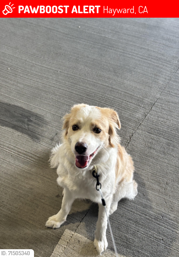 Lost Female Dog last seen Was near the library, ran to the park, is wearing a pink flea collar, Hayward, CA 94541