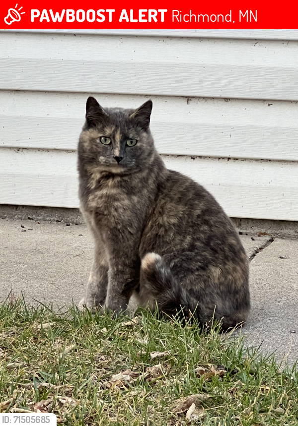 Lost Female Cat last seen 193rd Ave & Glenwood Rd, Richmond, MN 56368