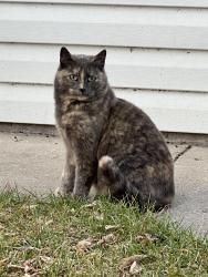 Lost Female Cat last seen 193rd Ave & Glenwood Rd, Richmond, MN 56368