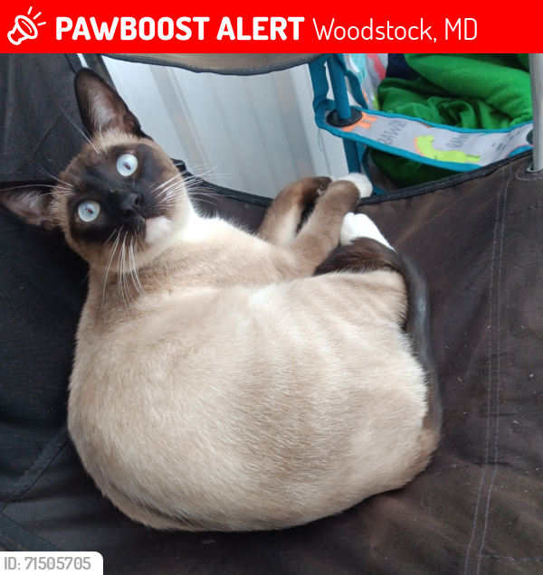 Lost Male Cat last seen Marriottsville, Woodstock, MD 21163