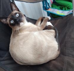 Lost Male Cat last seen Marriottsville, Woodstock, MD 21163