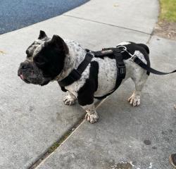 Reunited Male Dog last seen Del rosa ave and 9th st, San Bernardino, CA 92410