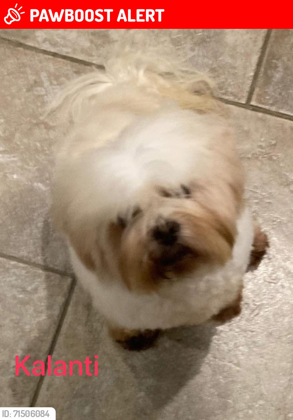 Lost Female Dog last seen Foul Anchor, Wisbech, PE13, Foul Anchor, England PE13 5RF