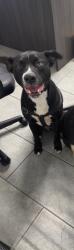 Lost Male Dog last seen Pembroke Park, Hallandale Beach, FL 33009