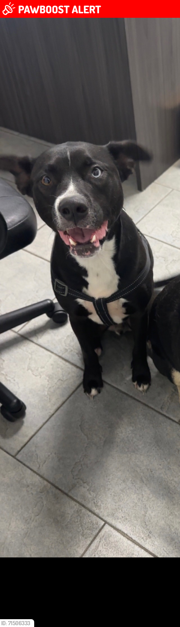 Lost Male Dog last seen Pembroke Park, Hallandale Beach, FL 33009