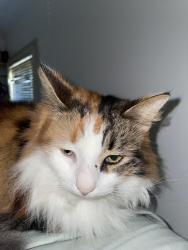Lost Female Cat last seen Strathfield, Strathfield, NSW 2135