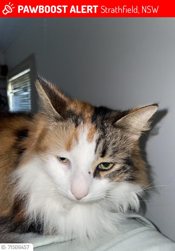 Lost Female Cat last seen Strathfield, Strathfield, NSW 2135