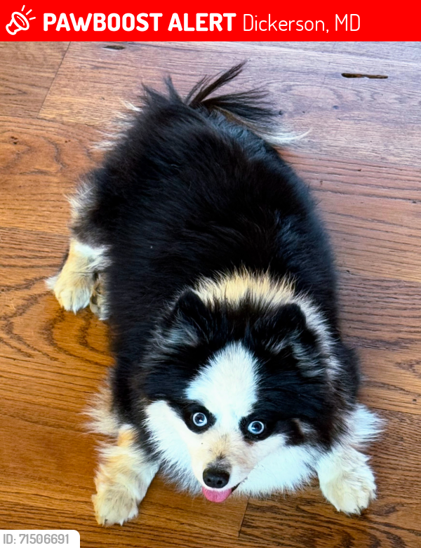 Lost Female Dog last seen Comus Rd, Dickerson, MD 20842