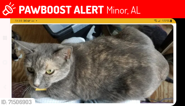 Lost Female Cat last seen Pike Ave , Minor, AL 35224