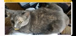 Lost Female Cat last seen Pike Ave , Minor, AL 35224