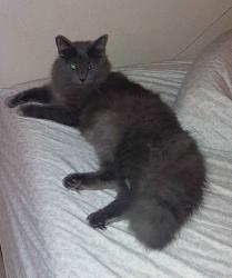 Lost Male Cat last seen Alpine Aster and Cascade Cove, San Antonio, TX 78259