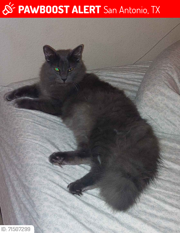 Lost Male Cat last seen Alpine Aster and Cascade Cove, San Antonio, TX 78259