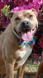 Lost Male Dog last seen Allen’s Crossroads Four Oaks NC, Four Oaks, NC 27524