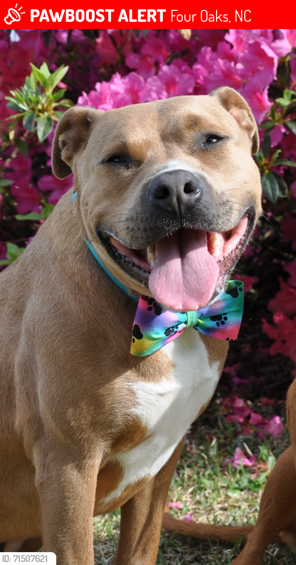 Lost Male Dog last seen Allen’s Crossroads Four Oaks NC, Four Oaks, NC 27524