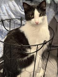 Lost Male Cat last seen Ridge Road and Poole Bridge Road , Paulding County, GA 30141