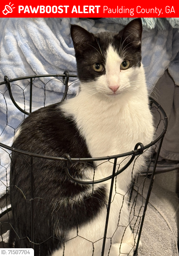 Lost Male Cat last seen Ridge Road and Poole Bridge Road , Paulding County, GA 30141