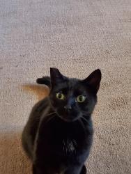 Lost Female Cat last seen Los Robles and Mountain, Pasadena, CA 91101
