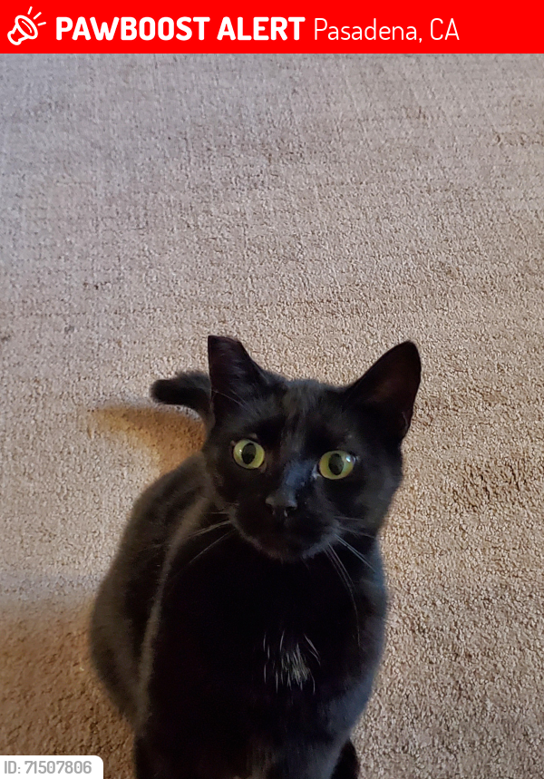 Lost Female Cat last seen Los Robles and Mountain, Pasadena, CA 91101