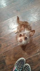 Reunited Male Dog last seen Pemberton Hill @ Stoneport, Dallas, TX 75217
