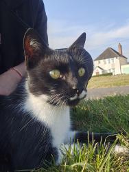 Lost Male Cat last seen Sherborne Road wv109eu , West Midlands, England WV10