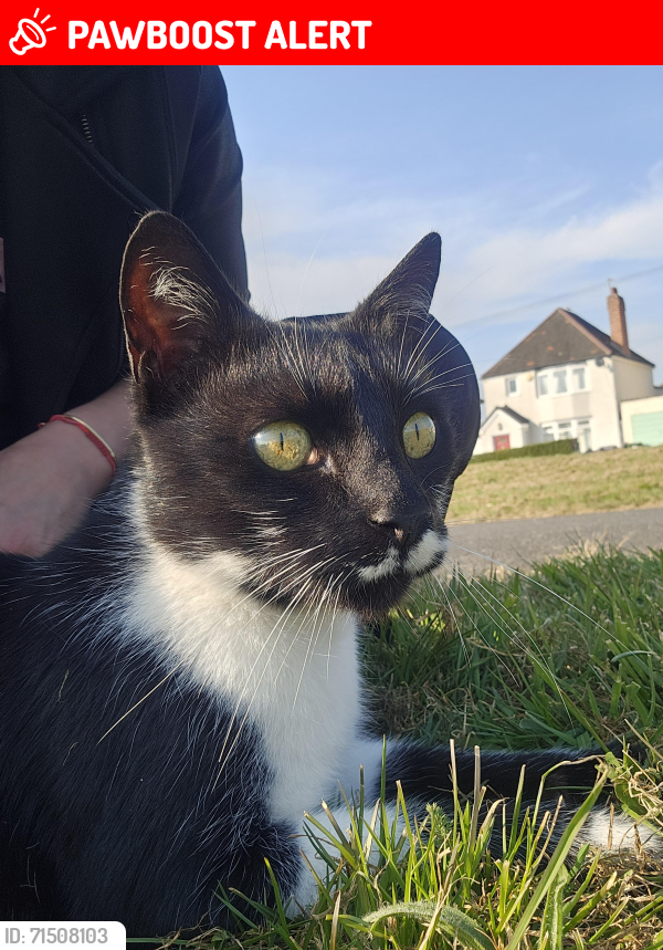 Lost Male Cat last seen Sherborne Road wv109eu, West Midlands, England WV10