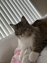 Lost Male Cat last seen Mullan and George Elmer Rd, Missoula, MT 59804