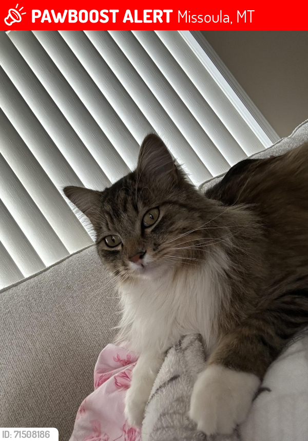 Lost Male Cat last seen Mullan and George Elmer Rd, Missoula, MT 59804