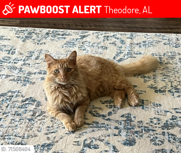 Lost Male Cat last seen Near Magnolia Trace, Theodore, AL, USA, Theodore, AL 36582