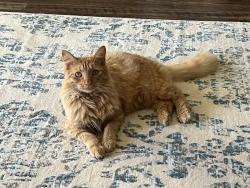 Lost Male Cat last seen Near Magnolia Trace, Theodore, AL, USA, Theodore, AL 36582