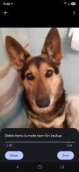 Lost Female Dog last seen College and Carson, Bono, AR 72416