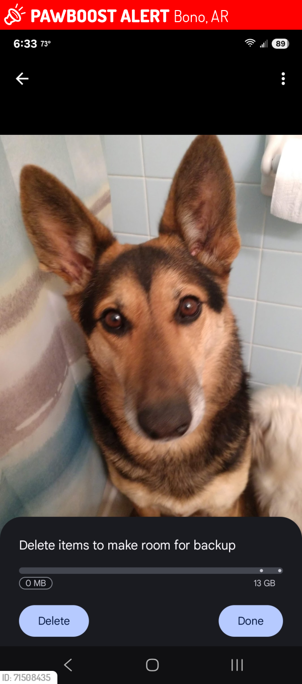 Lost Female Dog last seen College and Carson, Bono, AR 72416