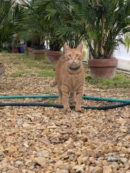 Lost Male Cat last seen By the University Center (basketball arena), could be on N. Oak St. or nearby dorms, Hammond, LA 70401
