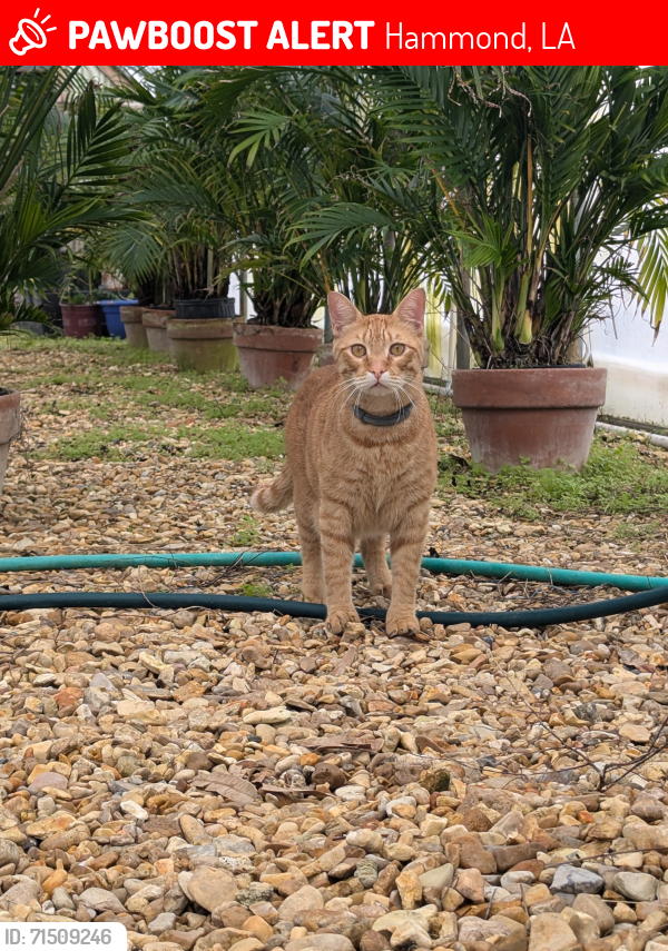 Lost Male Cat last seen By the University Center (basketball arena), could be on N. Oak St. or nearby dorms, Hammond, LA 70401