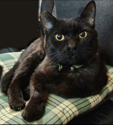 Lost Male Cat last seen Park Hill and Ridgecrest, El Paso, TX 79902