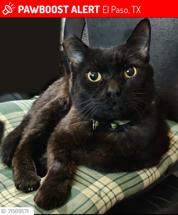 Lost Male Cat last seen Park Hill and Ridgecrest, El Paso, TX 79902