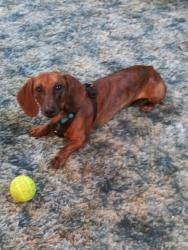 Lost Male Dog last seen Little Valley Rd Maynardville , Maynardville, TN 37807