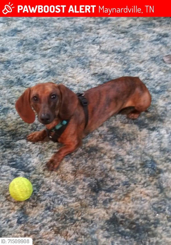 Lost Male Dog last seen Little Valley Rd Maynardville , Maynardville, TN 37807