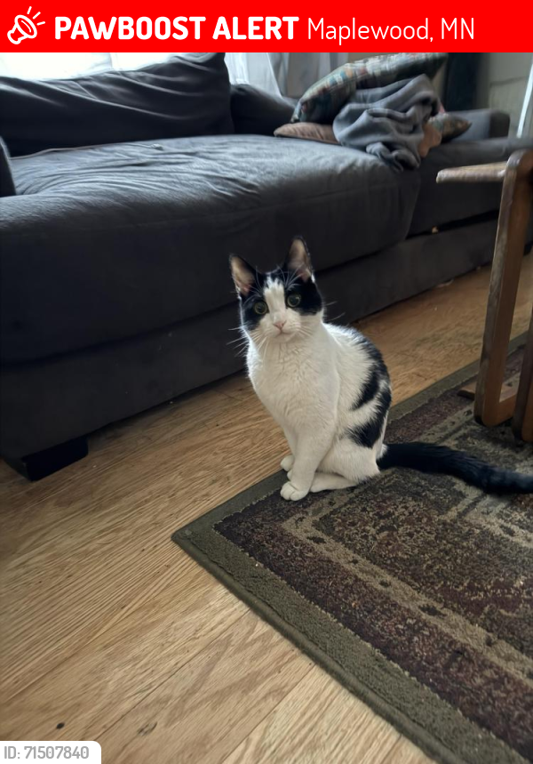 Lost Female Cat last seen Minnehaha & Century near the McDonald’s , Maplewood, MN 55119