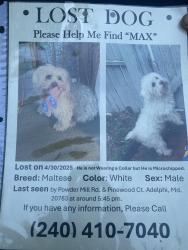 Lost Male Dog last seen Powder mill rd Adelphi MD 20783, Beltsville, MD 20705