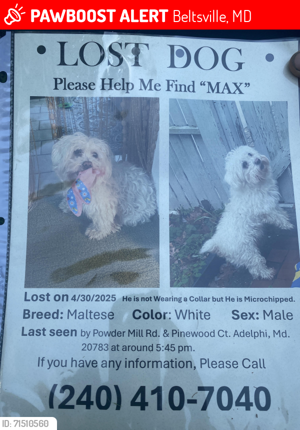 Lost Male Dog last seen Powder mill rd Adelphi MD 20783, Beltsville, MD 20705