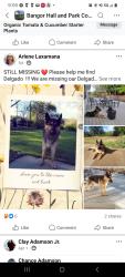 Lost Male Dog last seen Los verjeles rd. Loma Rica Ca.95901 , Bangor, CA 95918